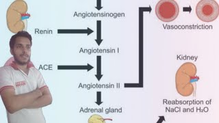 ReninAngiotensin System RAAS detail lectures Biology  renin pathway physiology  know your RAS [upl. by Eylrahc110]