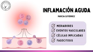 INFLAMACIÓN AGUDA Mediadores Eventos Vasculares y Celulares [upl. by Ecnerolf940]