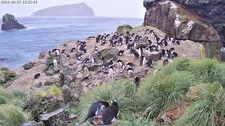 TawakiCam  Erectcrested penguins in Anchorage Bay Antipodes Island [upl. by Kral]