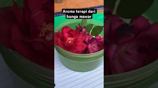 Aroma terapi aromatherapy aromaterapie bungamawar manfaatbungatelang wiwinfau [upl. by Haissem]