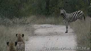 Gepard vs Zebra Cheetah vs Zebra in Südafrika South Africa [upl. by Esiled]