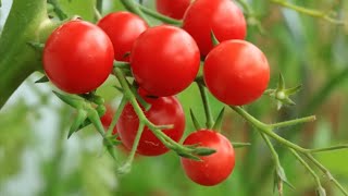 Get the Best Tomatoes EVER with Mitre 10 Easy As Garden Hacks  Mitre 10 Easy As Garden [upl. by Jerad]