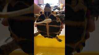 陸龜洗澡ASMRtortoise bathdaily 四趾陸龜挖哥洗刷刷出水陸龜沐浴洗香香 [upl. by Chatterjee]