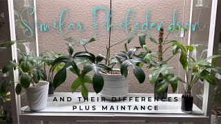 SIMILAR PHILODENDRON amp THEIR DIFFERENCES PLUS MAINTENANCE [upl. by Ecnahoy]