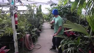 Jungle Music Palm and Cycad Nursery Video 2014 [upl. by Bess]