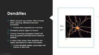 Neurology Physiology NPLEX I Review 2023 [upl. by Animrelliug]