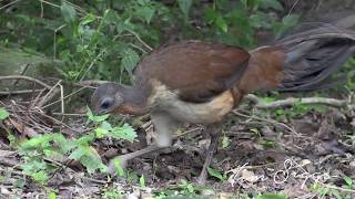 Alberts Lyrebird Menura alberti HD Video clip 33 Tim Siggs ABVC [upl. by Yoo528]