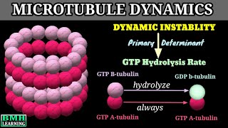 Dynamic Instablity Of Microtubules  Microtubule Dynamics [upl. by Grissel]