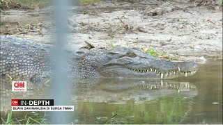 Buaya amp Manusia Di Surga Timah  CNN Indonesia Indepth [upl. by Kimitri]