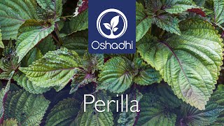 Perilla Shiso Perilla Frutescens  EssentialOilPlant Portrait by Dr Malte Hozzel [upl. by Arramas]