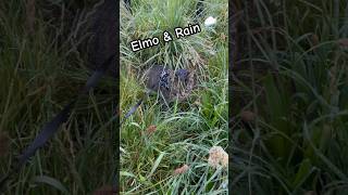 Elmo amp Rain 🌧️ [upl. by Initsed]