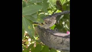 Pine Siskin [upl. by Annoya]