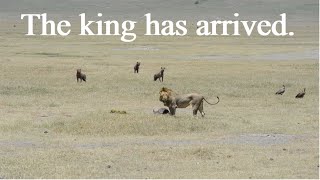 The king has arrived  Lion vs Hyena [upl. by Adnileb344]