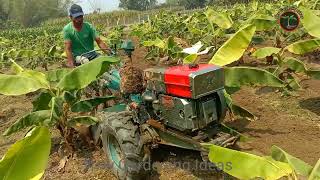 How Millions of Banana Harvested amp Processed  how to grow banana fruit and banana farming [upl. by Publius]