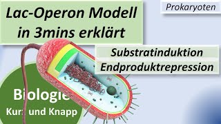 LacOperon Modell  Substratinduktion  Endproduktrepression Tryptophan Genregulation Prokaryoten [upl. by Akihsal288]