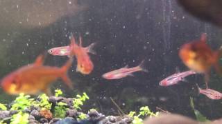 Ember Tetra Chili Rasbora Fish CloseUp [upl. by Thisbee618]