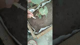 Cheap Drip irrigation system plants dripirrigation dripirrigationsystem rooftopgarden organic [upl. by Sharona279]