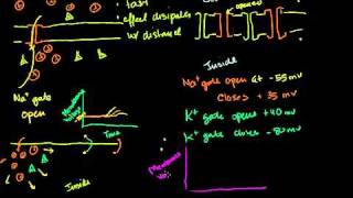 Electrotonic and Action Potentials in Bangla [upl. by Siurtemed469]