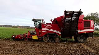 Grimme Maxtron 620 beim Zuckerrüben roden [upl. by Anrat]