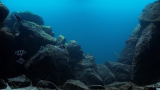 BADC2019  Lake Tanganyika Benthic Waters of Kungwe Point Sedimented Rocky HabitatTanzania 487 L [upl. by Yhtorod]