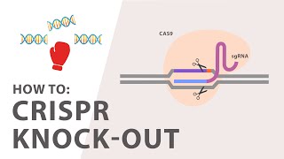 How to perform a CRISPR Knockout Experiment [upl. by Malas]