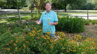 Get It Growing Blackeyed Susan is beautiful in the landscape or in a vase [upl. by Sibyls]