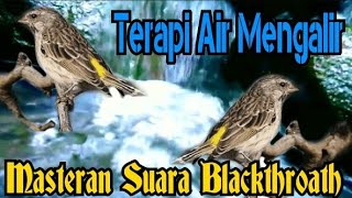 Masteran Blackthroat Dengan Suara Air Mengalir  Terapy Macet Gacor Cepat [upl. by Prentiss]