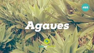 Agaves [upl. by Fruin]