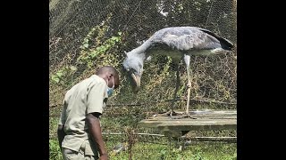 How African Shoebill Accepts Humans as Trustworthy [upl. by Cadman766]