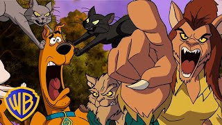 ScoobyDoo  Cats 🐱 vs Dogs 🐶  wbkids​ [upl. by Melanie]