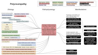 Polyneuropathy axonal and demyelinating neuropathies mechanism of disease [upl. by Furlani]