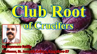 Club root of Crucifers Plasmodiophora brassicae by Dr Jayarama Reddy [upl. by Saucy]