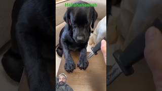 Labrador dog funny videoforyou funny viralvideo amimals viralshortfeed shortsvideo [upl. by Htiaf]