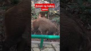 Anlaki ng baboy ramu [upl. by Elleinnod]