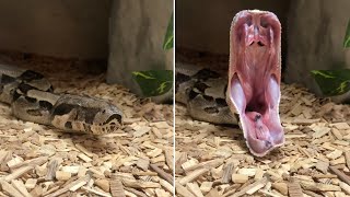 Python Yawns Showing Its Huge Mouth [upl. by Limbert]