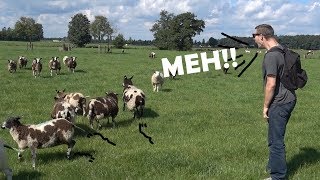 Burping At Animals Compilation  Best Reactions [upl. by Enilekaj270]