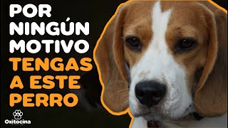 BEAGLE 7 RAZONES PARA NO TENERLO [upl. by Enar47]