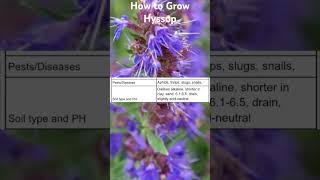 How to Grow Hyssop Agastache [upl. by Yerac]