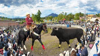 ¡JARIPEO DE TOROS BRAVOS BUSCA CABALLOS PAJARO DE SAN MARTIN EN LA VIRGEN MICHOACAN 30 JUNIO 2024 [upl. by Enytsirk589]