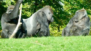 Elder Female Gorilla Shows Dominance amp Encourages Silverback to Protect His Son [upl. by Pattin]