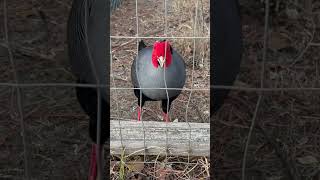 Siamese fireback Sjl Farms pheasant birds [upl. by Riess]