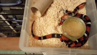 Tri coloured hognose snakes breeding [upl. by Ronyar]