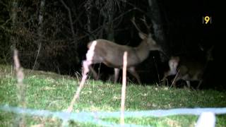 Visite nocturne pour aller observer la faune et compter les cerfs [upl. by Garrick]