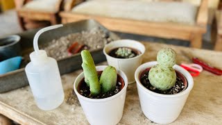 Unboxing rare cactus Trichocereus bridgesii monstrose and Tephrocactus geometricus [upl. by Glaudia]