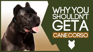 CANE CORSO 5 Reasons you SHOULD NOT GET A Cane Corso Puppy [upl. by Tomasine687]