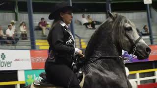 Caballos Bailadores Palmares Costa Rica Dancing horses Dressage Competition part 2 [upl. by Nus]