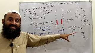 Respiratory center or Nervous regulation of respiration [upl. by Llertram]