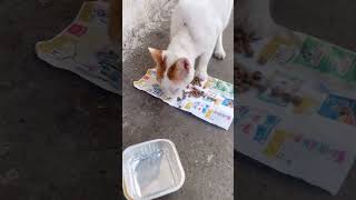 Feed stray cat cute cat pets catlovers petlovers [upl. by Ahsatak]