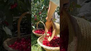 Harvesting cherries from my Eco Garden garden [upl. by Pavyer]