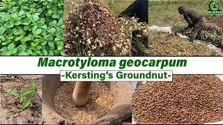 Exploration of kersting’s groundnut Macrotyloma geocarpum [upl. by Andryc864]